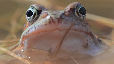 Brown-frog-(Rana-temporaria)-close-up-in-a-pond.