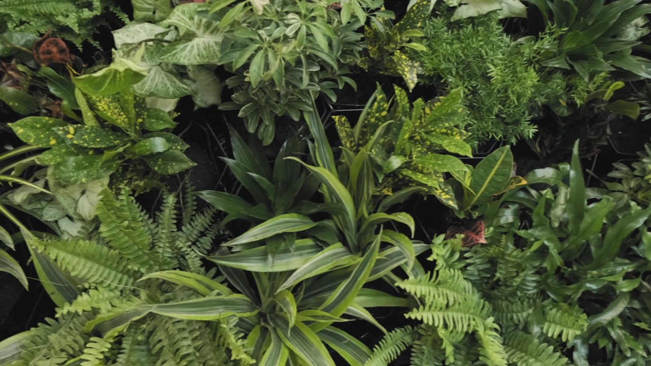 Splendida panoramica di un'installazione di parete vegetale.