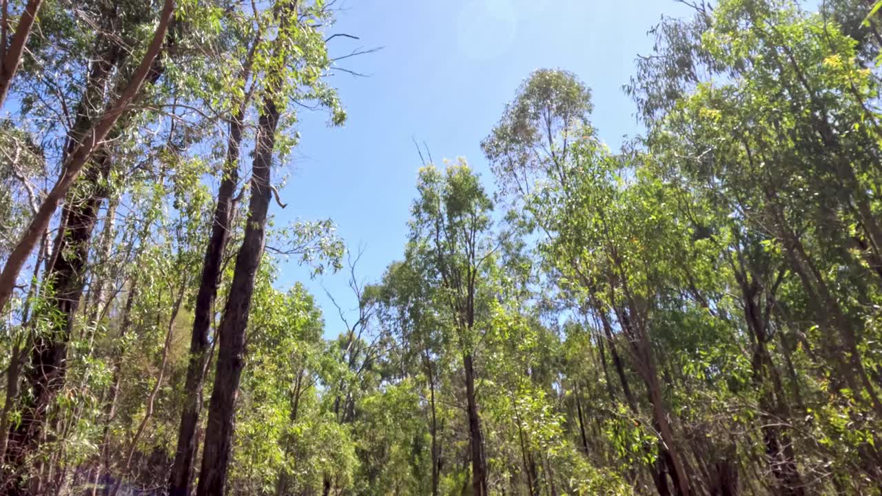 lapso de tiempo de la luz solar que filtra a través de los árboles