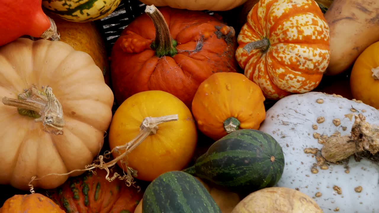 exhibición de otoño de variedad de calabaza y calabaza