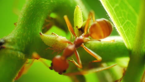 Macro-close-up-view-of-herder-red-ants-protecting-and-farming-aphids-for-honeydew,-a-sugar-rich-secretion-favored-by-ants-as-a-food-source