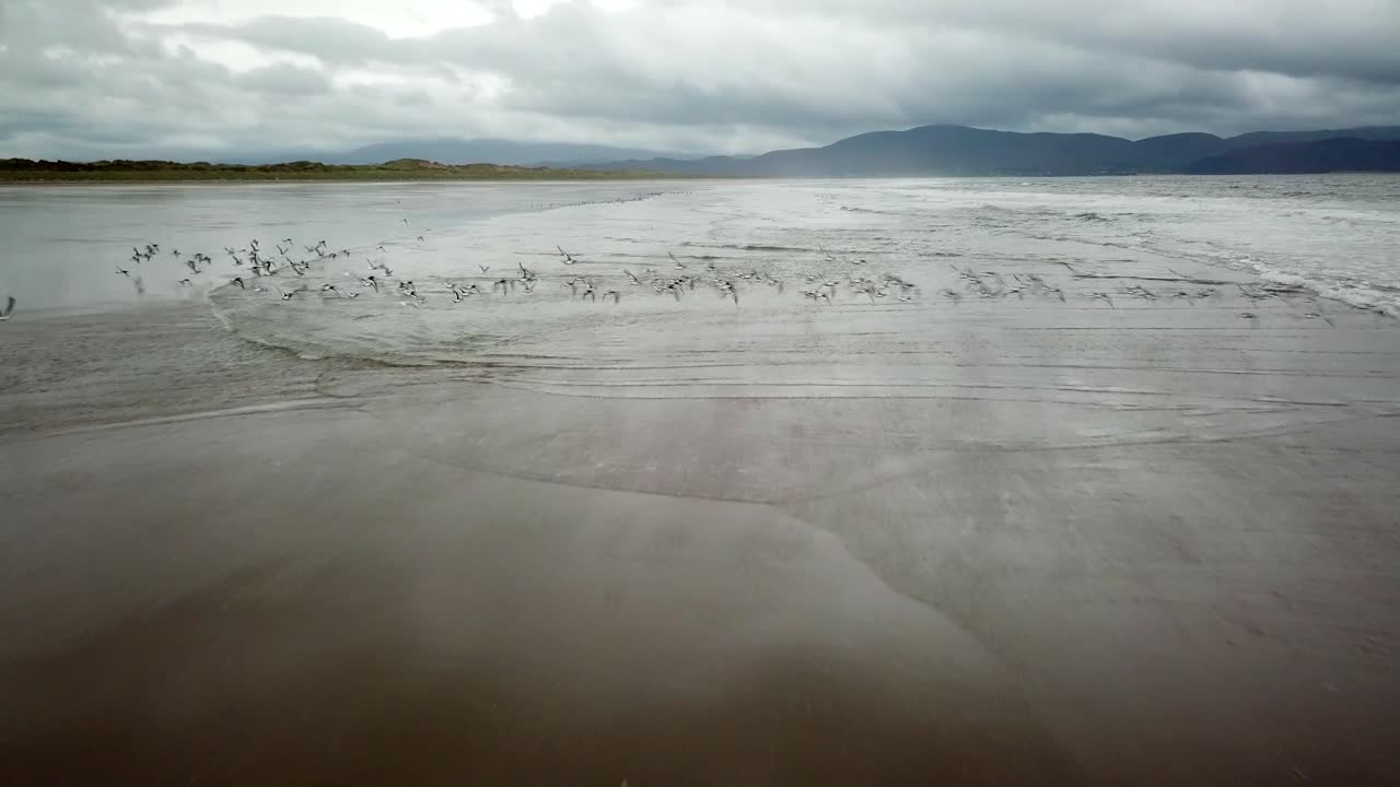 bandada de pájaros toma vuelo majestuosamente desde una amplia playa irlandesa de arena