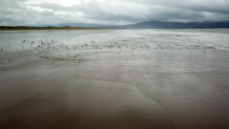 bandada de pájaros toma vuelo majestuosamente desde una amplia playa irlandesa de arena