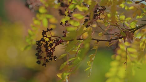 close up autumn tree and leaves with shallow depth of field slow motion