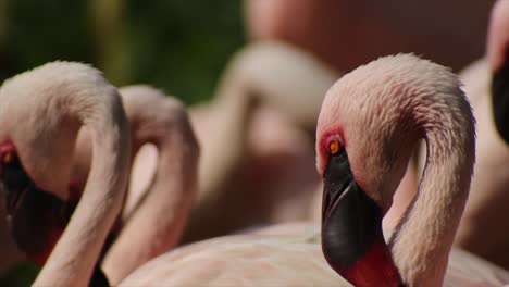 Group-of-Flamingos,-Flamingo-head,-warm-and-sunny-day,-nature-and-jungle,-RED-4K