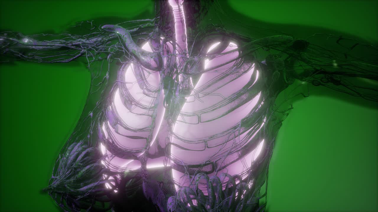 cuerpo humano con pulmones visibles