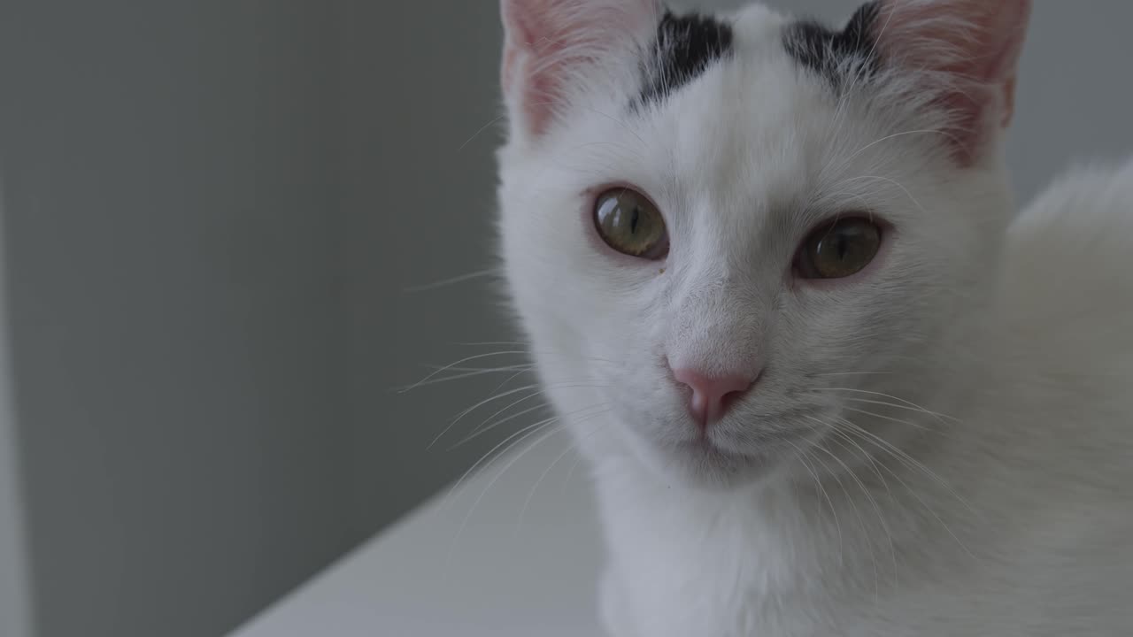 Jovem gato branco com manchas pretas olhando para a câmera em close-up
