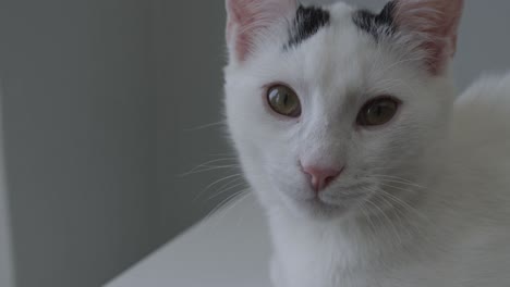 young white cat with black spots looking at camera close up
