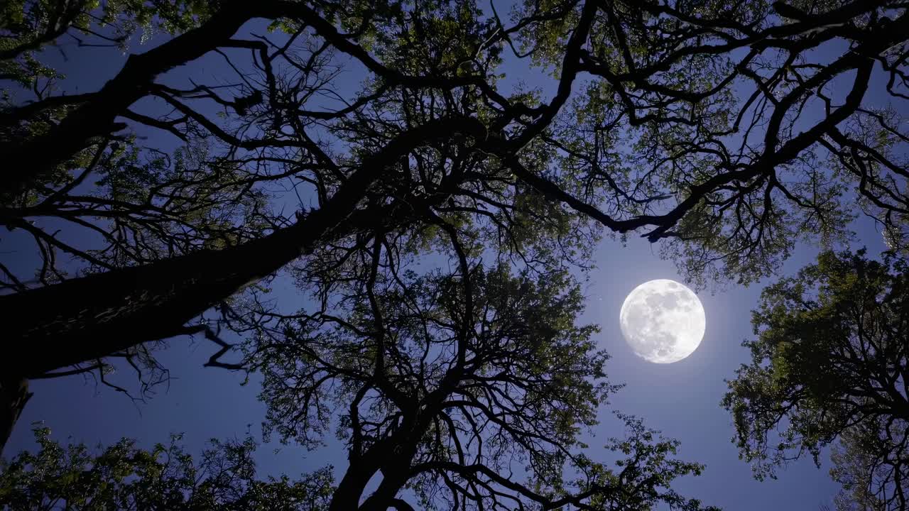 Un angolo di ripresa cinematografico verso l'alto cattura la luna piena incorniciata dai rami degli alberi in silhouette