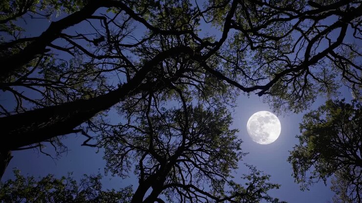 Un angolo di ripresa cinematografico verso l'alto cattura la luna piena incorniciata dai rami degli alberi in silhouette