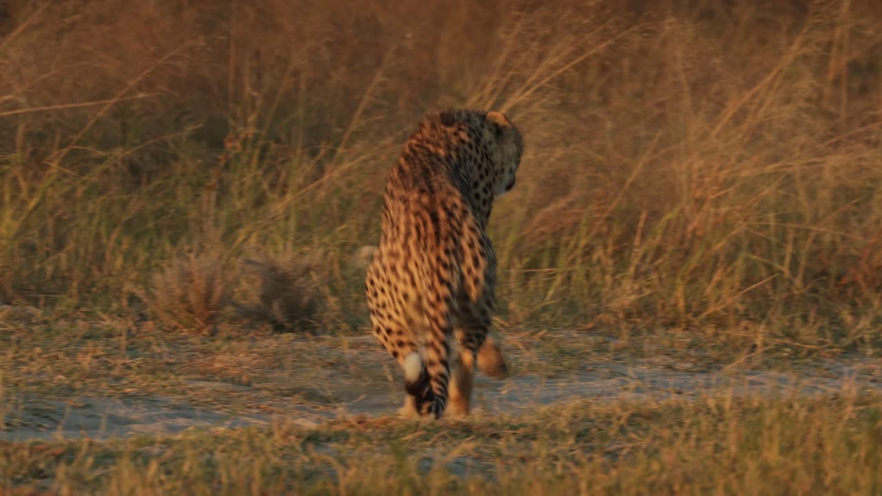 Gepard som reiser seg og går bort i vakkert gyllent lys på grusveien med tørt gress i bakgrunnen, Botswana.