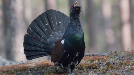 male western capercaillie roost on lek site in lekking season close up in pine forest morning light