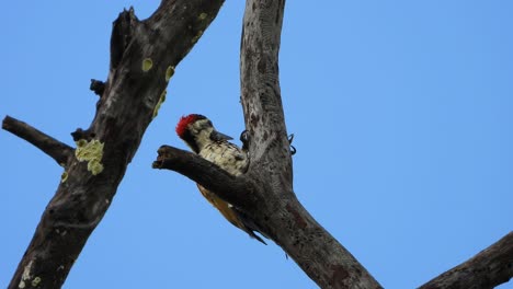pájaro carpintero en el árbol uhd mp4 4k video
