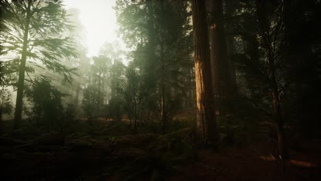 Redwood-Forest-Neblige-Sonnenuntergangslandschaft