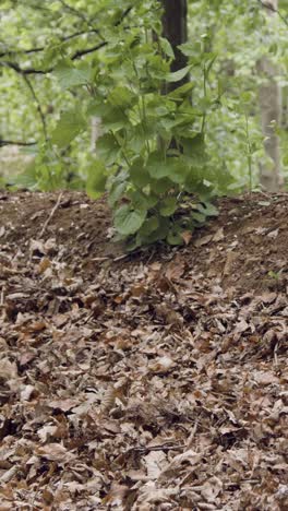 vertikal close-up video von einem mann auf einem mountainbike, der entlang eines schotterwegs durch das waldland fährt 3