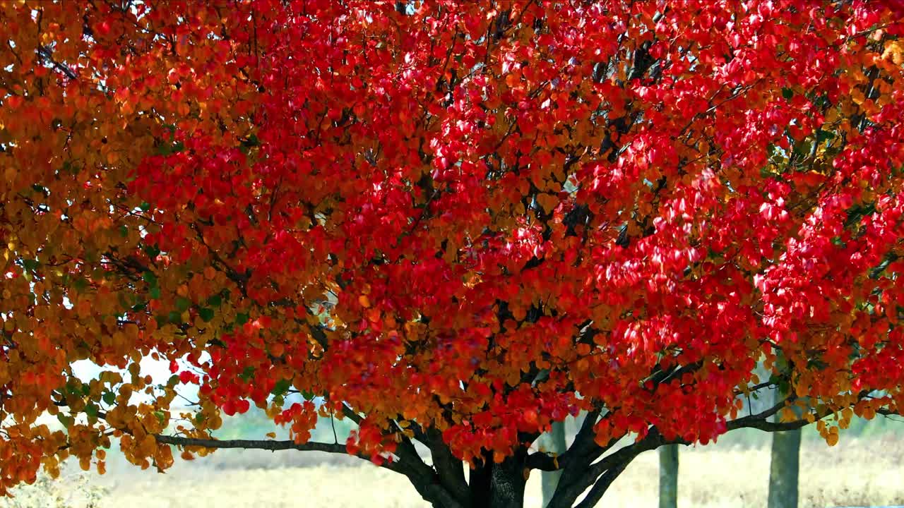 단풍은 가을이 오기 직전에 찾아오고, 여름의 잎사귀는 가을의 빨강, 노랑, 주황, 갈색으로 변합니다.