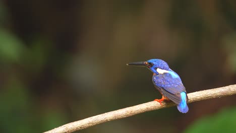 a blue-eared kingfisher bird repeatedly went down to the pond to catch fish but returned to perch without getting results