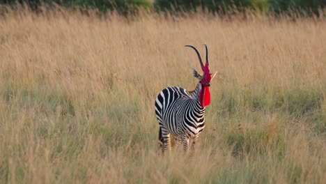 zebra with a rooster's comb