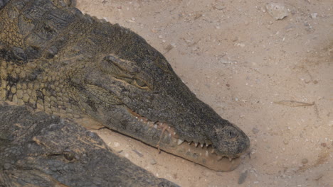 crocodiles competing for food inside the group