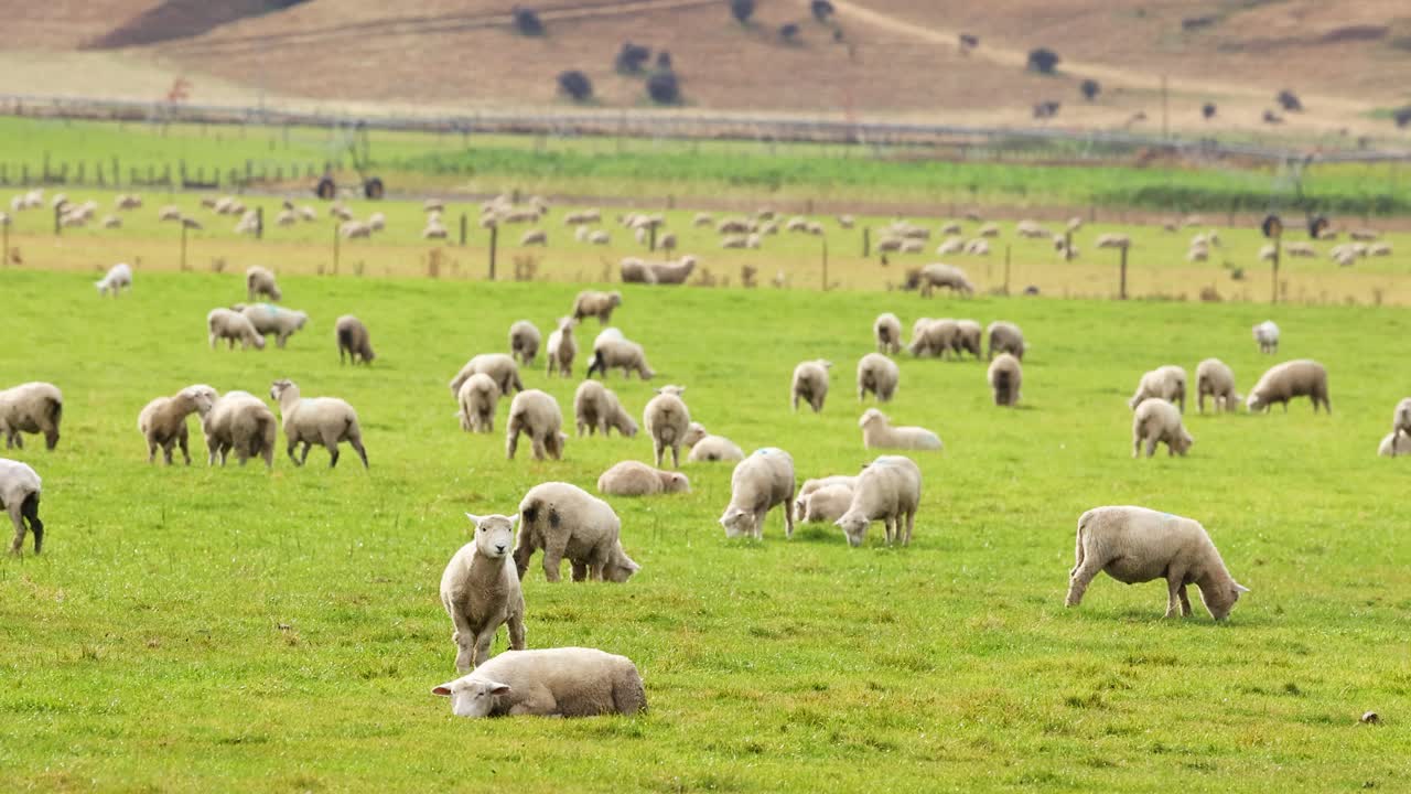 Devon Closewool sheep graze peacefully in a lush green pasture under soft daylight in Wanaka, New Zealand