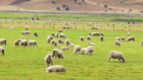 devon closewool sheep graze peacefully in a lush green pasture under soft daylight in wanaka, new zealand