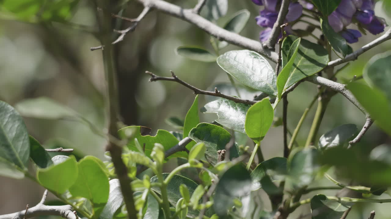 Insects fly around leaves and flower blossoms on a busy tree - close up details