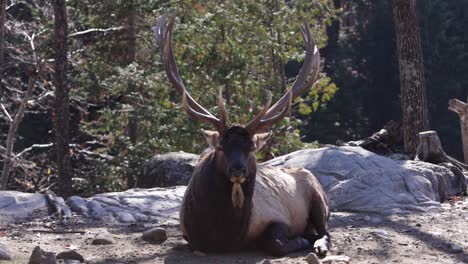 elk-bull-camera-rolling-by-paralax-style-shot-slomo