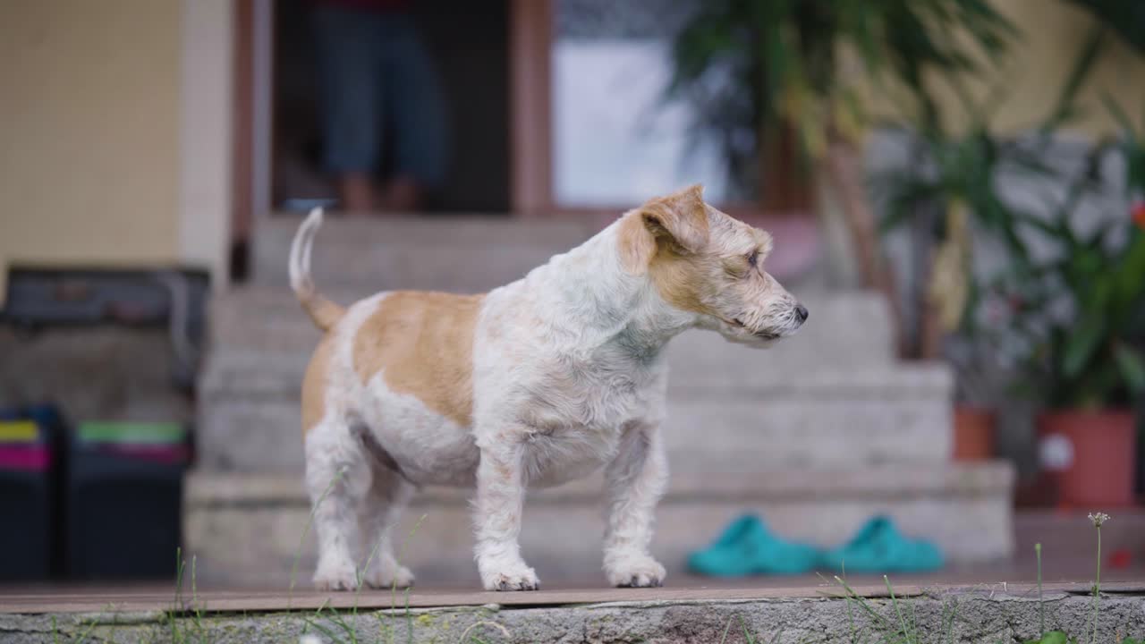 Calm Jack Russell Terrier dog stand on porch in front of house, Czechia