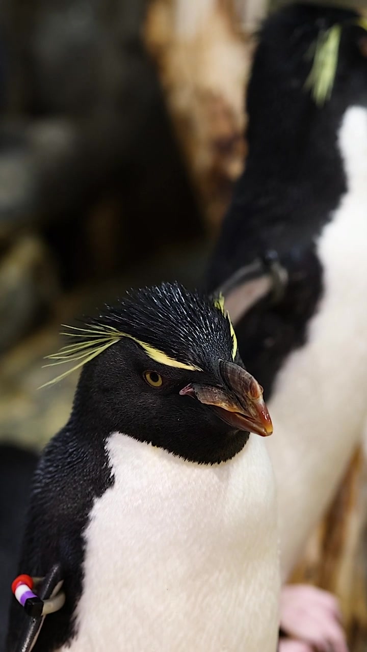 Penguins communicate and socialize on rocky terrain