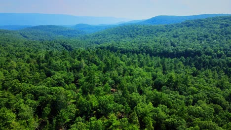 aerial drone video footage of a coniferous pine forest in the catskill mountains during summer