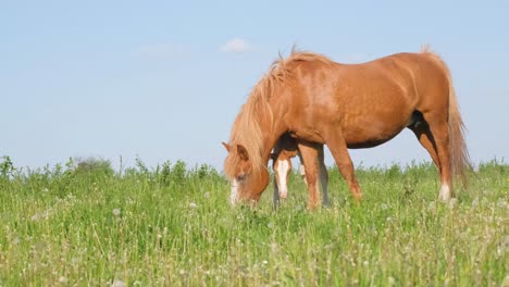 beautiful horses graze in the meadow in the rays of the sun beautiful horses grazing on the meadow in the rays of the dawn yellow sun the animal moves on the green meadow