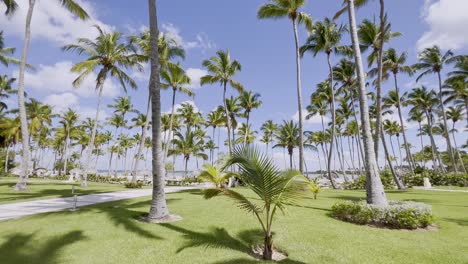 slow dolly walk between high palm trees and sandy beach in background - beautiful sunny day on dominican republic