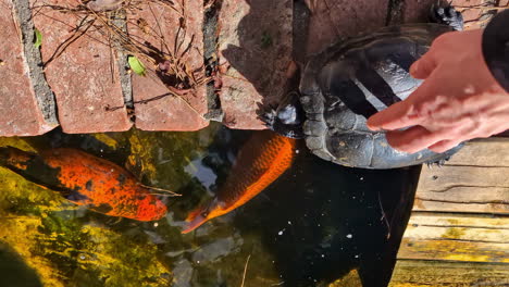 fotografía en primer plano de peces naranja koi y una gran tortuga vieja en un puente de madera con la mano acariciando animales acuáticos