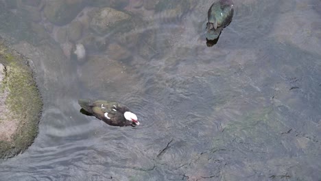 view of some wild colourful ducks swimming and feeding in a small pond in a river bed, cristal clear water running down