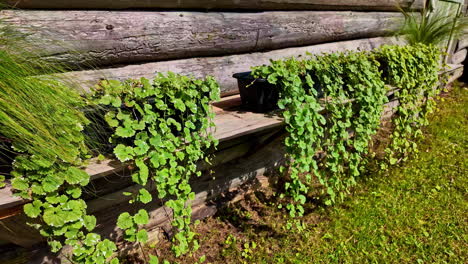 disparo de plantas colgando de una olla mantenida en una mesa de madera durante el día