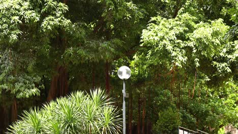 park trees and lamppost