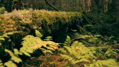 un sotobosque lleno de musgo y helechos