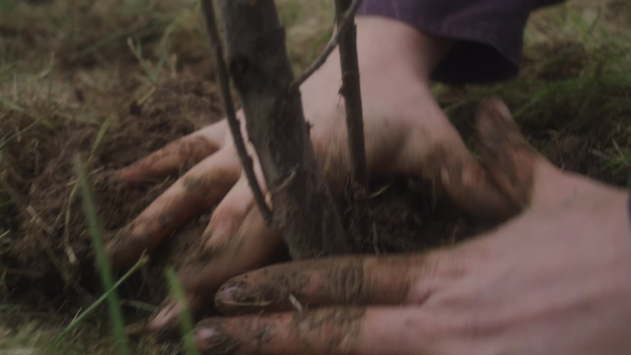 Folk som planter røttene til et lite tre