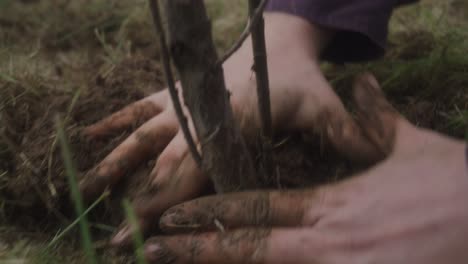 people planting the roots of a small tree