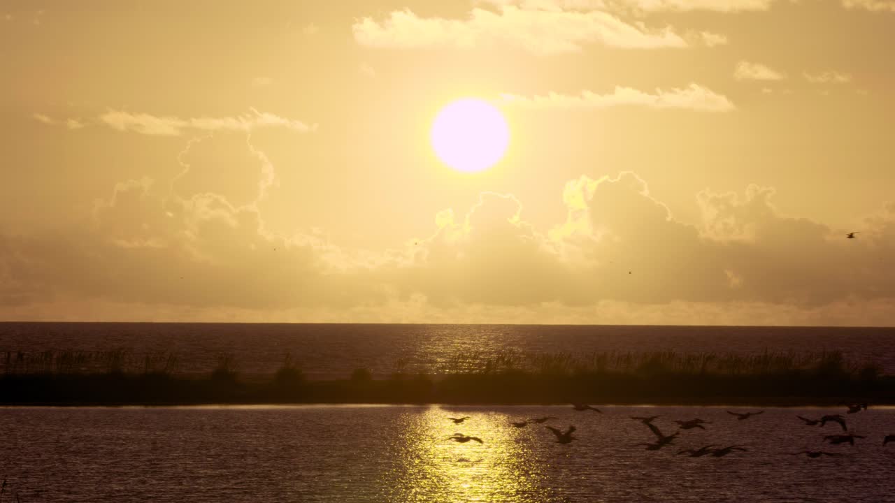 теплый и тропический пляж океан закат с летящей стаей пеликанов силуэты