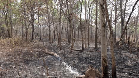 árbol quemado humeante después de un incendio de despeje forestal