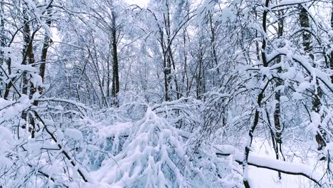 snowy branches in forest. winter fairy background