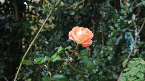 a wild pink rose sways gently in the breeze among the green holly bushes