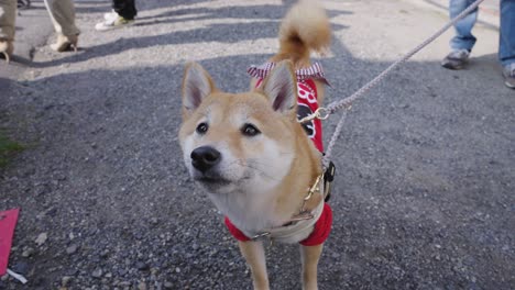4k-Adorable-Shiba-Inu-Dog-in-Japan,-Wearing-festival-themed-clothes
