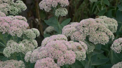 Las-Abejas-Vuelan-Y-Aterrizan-En-La-Diapositiva-De-La-Cámara-De-Flores-Brillantes