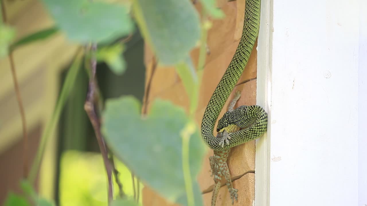 serpiente verde comiendo geco en la pared