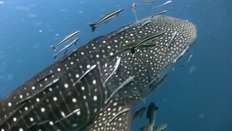 Whale-shark-at-Koh-Tao-3