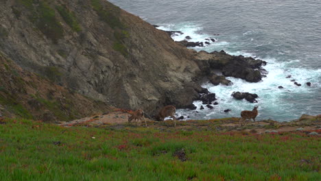 mother deer and two fawns grazing on the cliffs of the pacific ocean in northern california