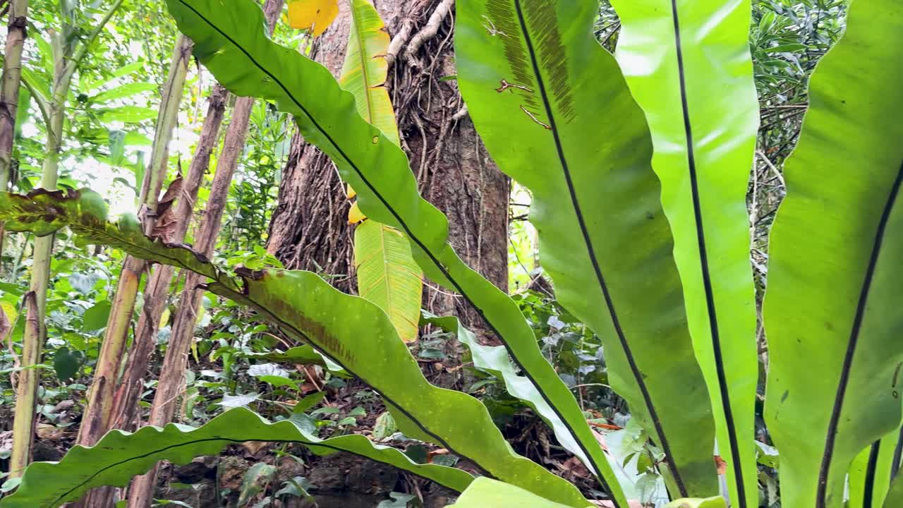 Et langsomt kamerapandorering afslører brune sporehobe på grønne Asplenium nidus bregneblade