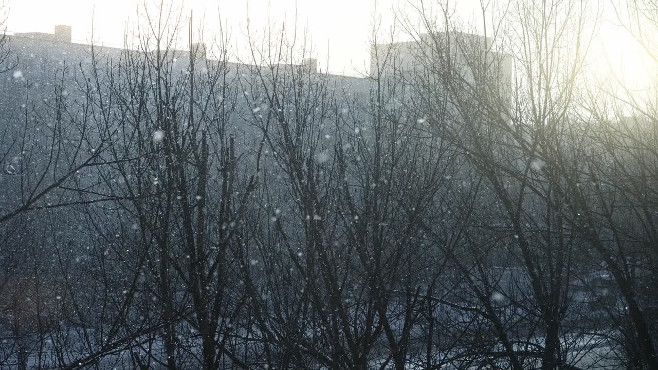 Winter Snow Falling Through Bare Tree Branches with Bright Sunlight